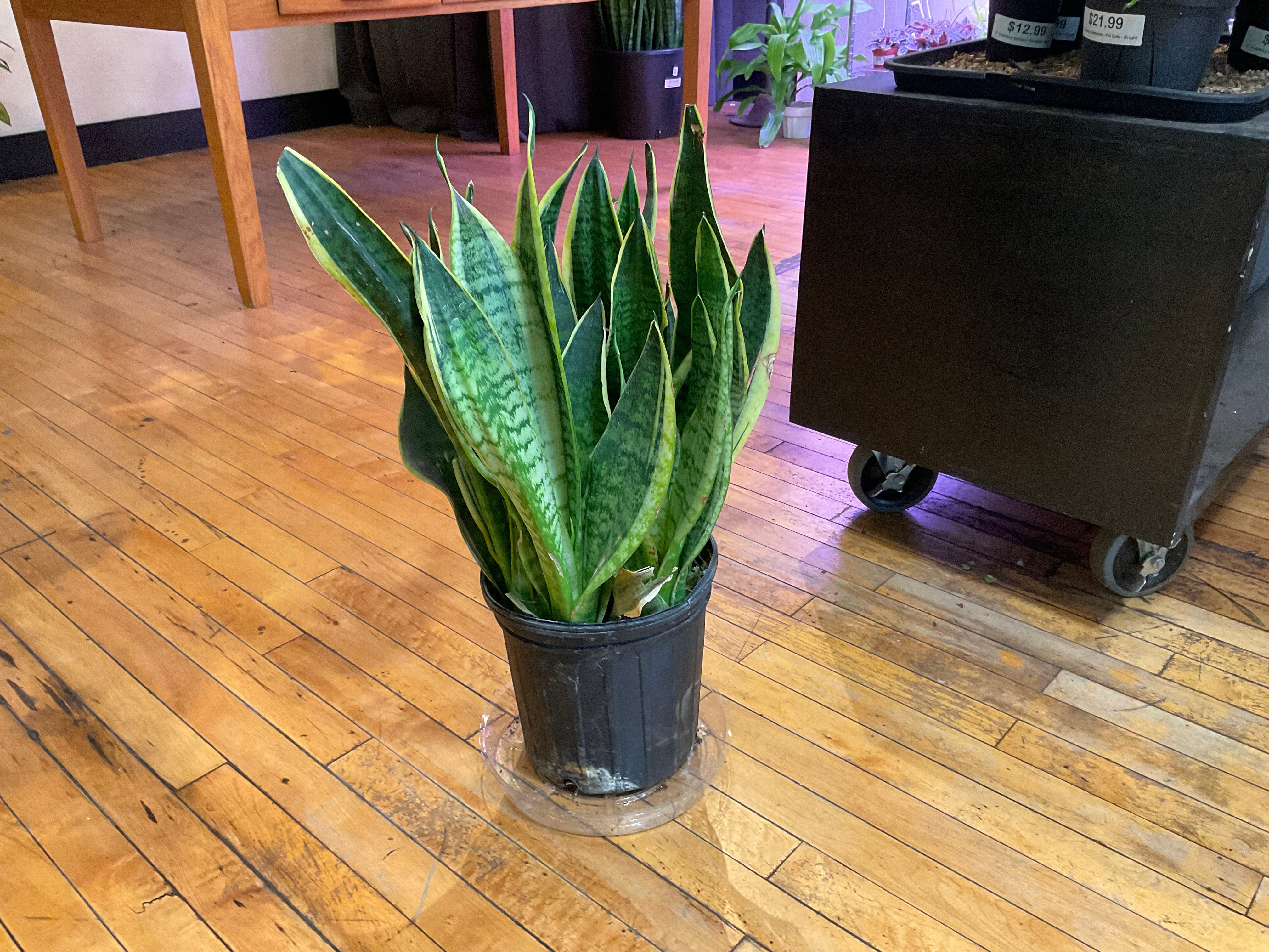 洋書 the splendid sansevieria the splendid sansevieria 【公式通販】