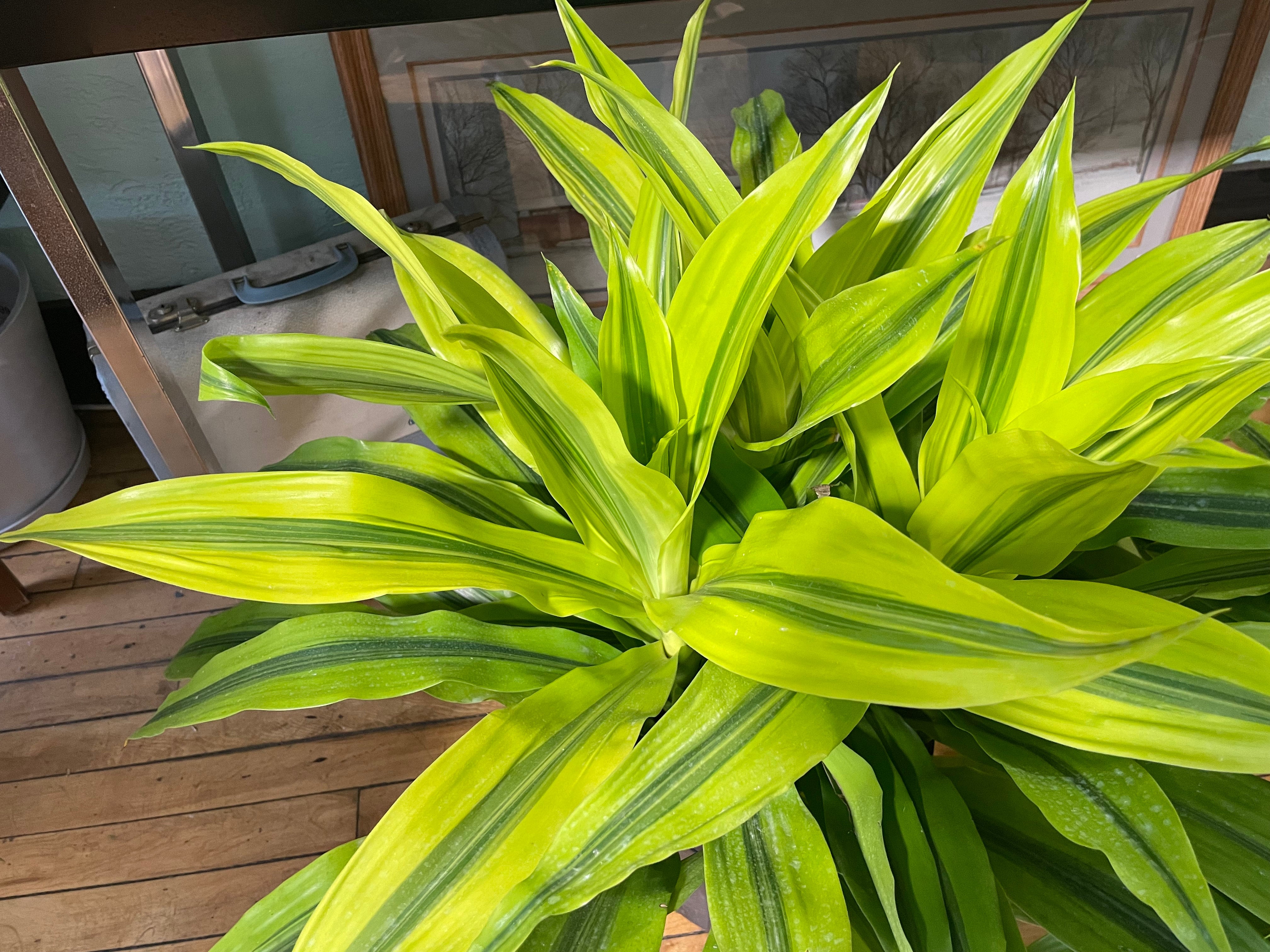 dracaena colorama Dracaena Colorama 4