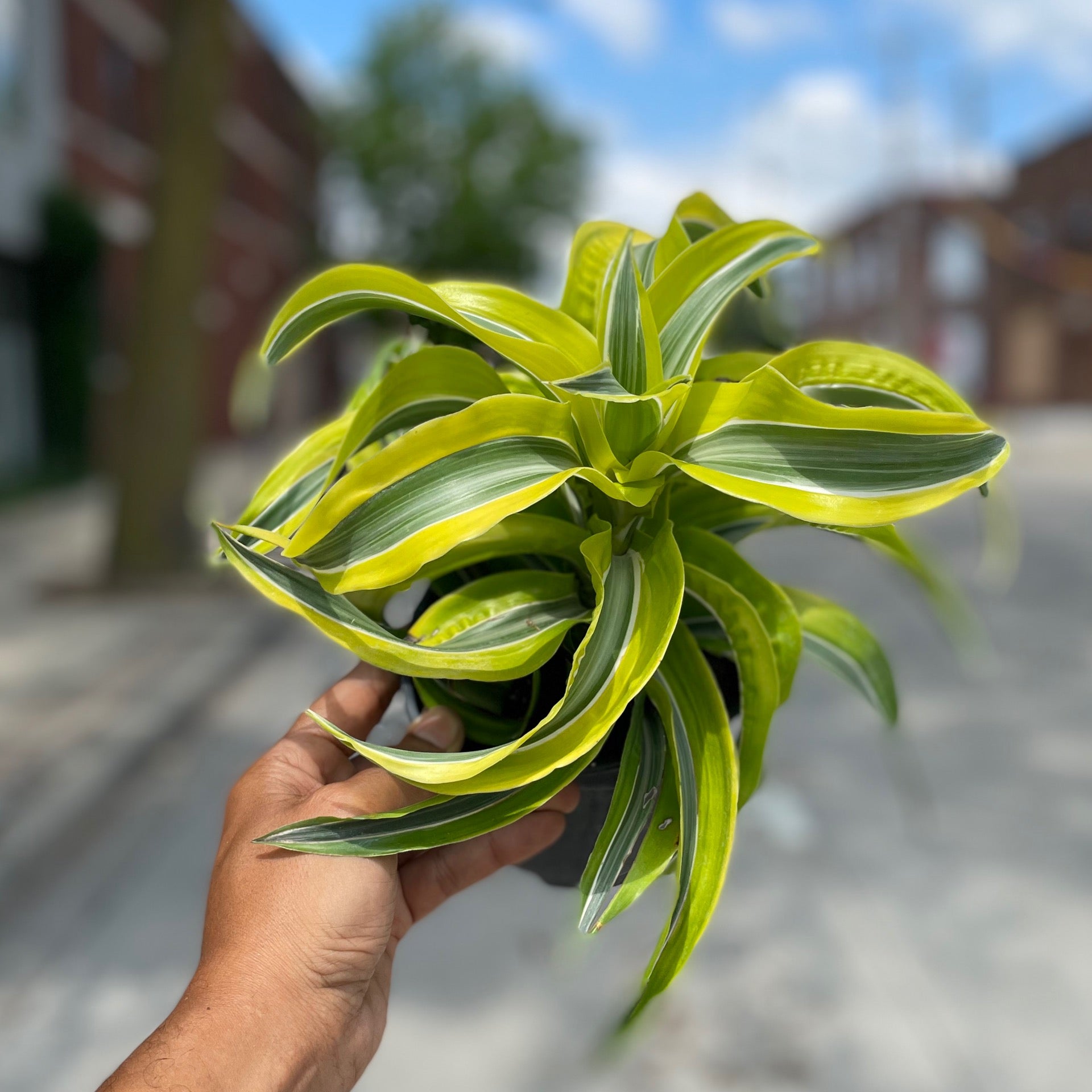 6 Dracaena Lemon Surprise | Plant Mode