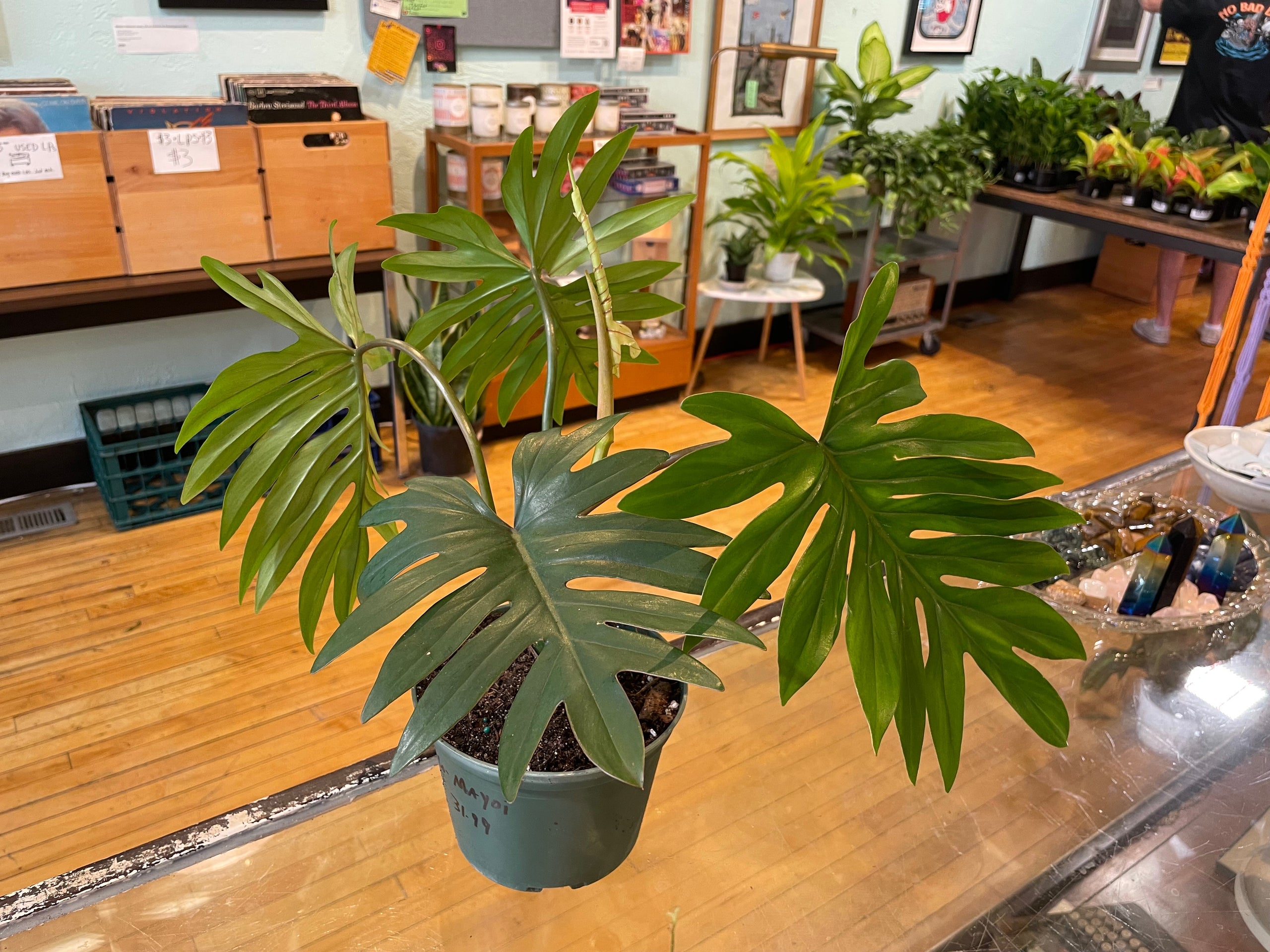 Philodendron Mayoi Leverans Sallsynt Vaxt main image 1