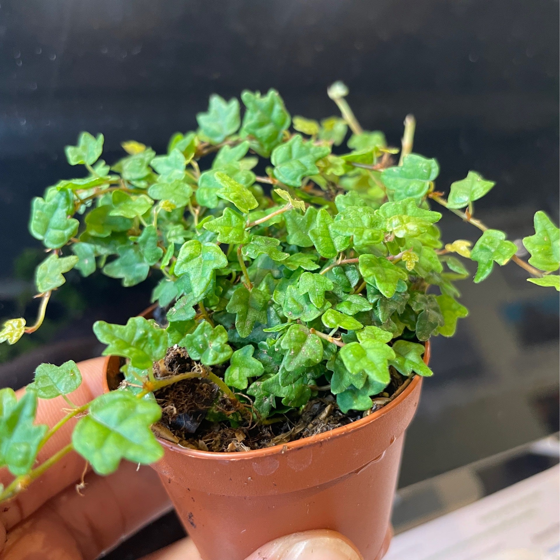 String Of Frogs Plant