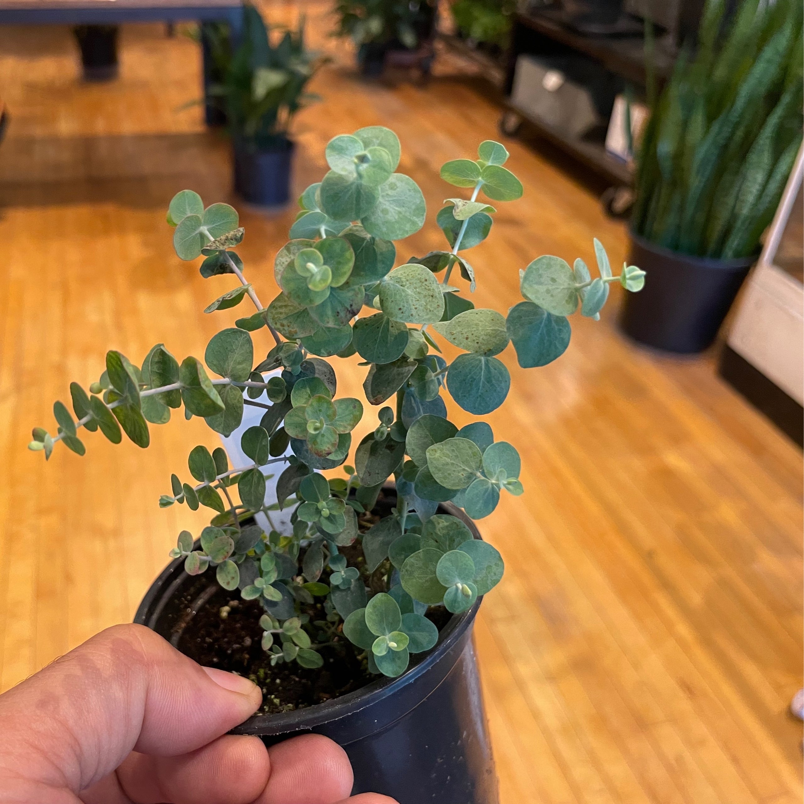 Eucalyptus Baby Blue Plant Mode