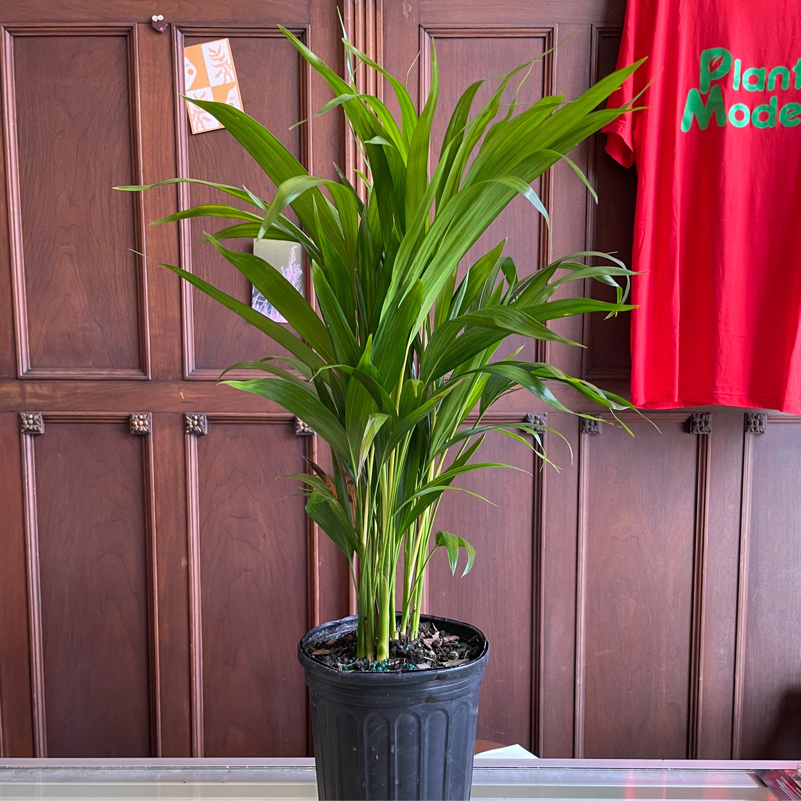 6 Areca Palm Plant Mode